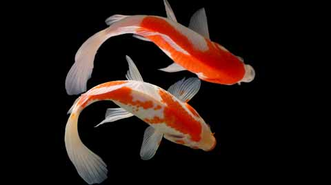 Why Are People Obsessed With Koi Fish